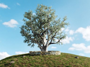 3D rendering og old olive tree growing on a grassy hill inside stone wall