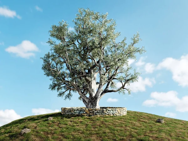 Rendering Old Olive Tree Growing Grassy Hill Stone Wall — Stok Foto
