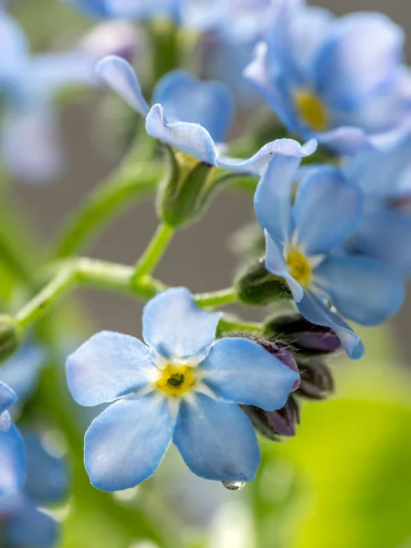 Närbild Skott Trädgård Glömma Mig Inte Blommor — Stockfoto