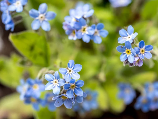 Bunch Garden Forget Flowers — Stock Photo, Image