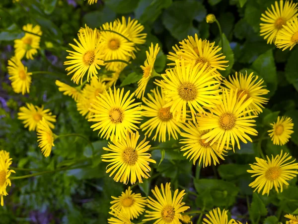 Ramo Flores Amarillas Doronicum Grandiflorum Que Crecen Jardín — Foto de Stock