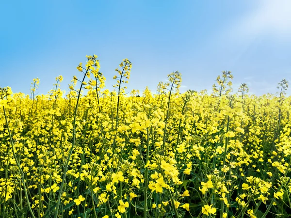 Beautiful Cultivated Field Yellow Rapeseed Flowers Blossom Sunny Day — Stockfoto