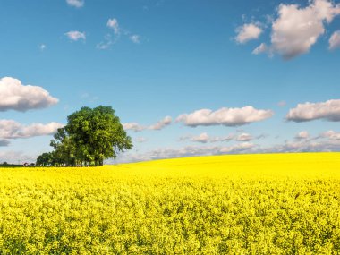 Beautiful cultivated field with yellow rapeseed flowers in blossom on a sunny day