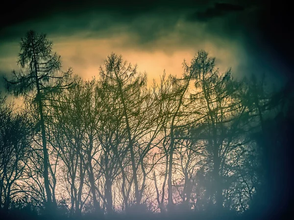 Silhuetas Árvores Florestais Contra Pôr Sol — Fotografia de Stock
