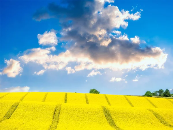 Cultivated Field Yellow Rapeseed Flowers Blossom Sunny Day — Stock Photo, Image