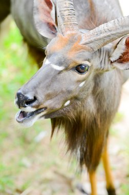 yayılım gösterir: angasi