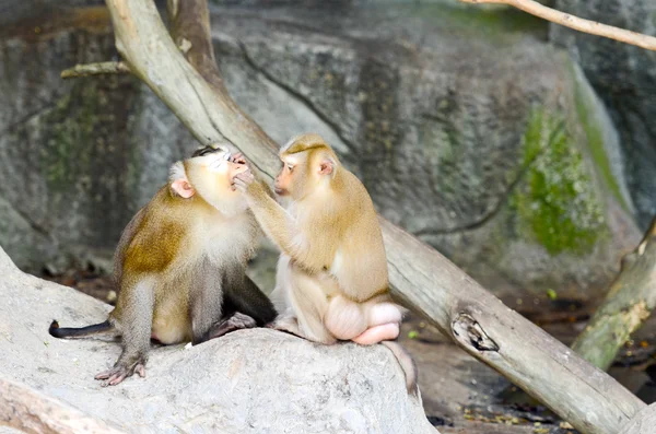 Macaque à queue de cochon — Photo