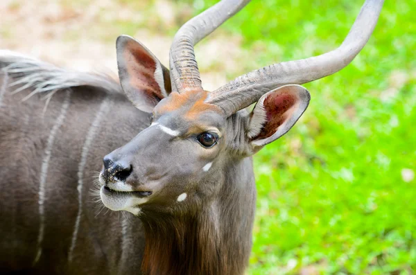 Tragelaphus angasi — Foto de Stock