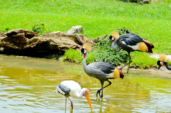 Grå krönt crane — Stockfoto