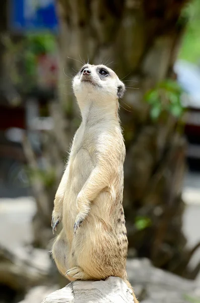 Meerkat. — Fotografia de Stock