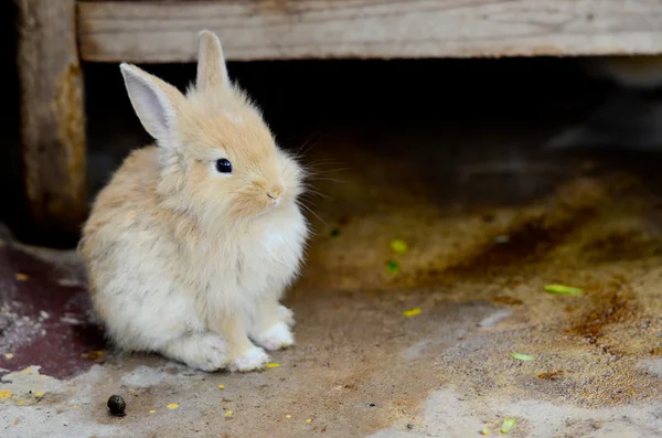 Härliga kaniner — Stockfoto