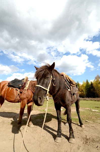 Caballo — Foto de Stock