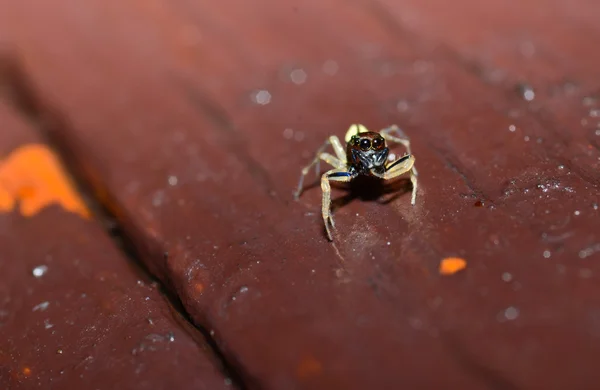 Jumper Spider — Stock Photo, Image