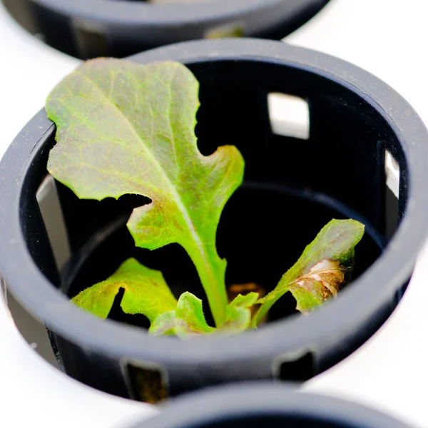 Hydroponics Vegetable — Stock Photo, Image