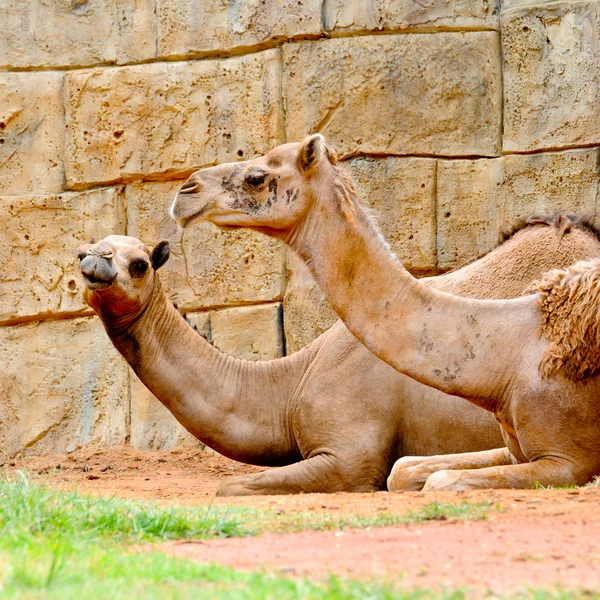 Velbloud v zoo — Stock fotografie