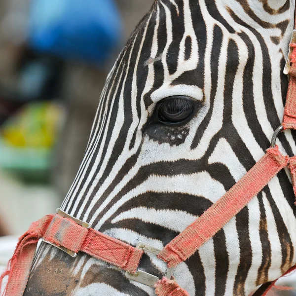 Chiudi occhio zebra — Foto Stock