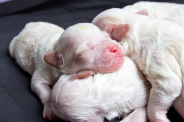 uyku üzerinde küçük köpekler