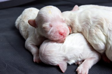 uyku üzerinde küçük köpekler