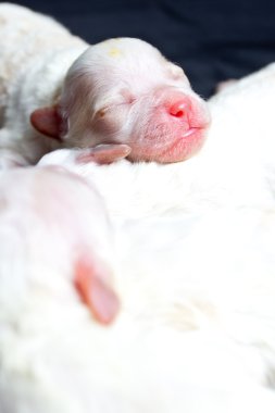 uyku üzerinde küçük köpekler