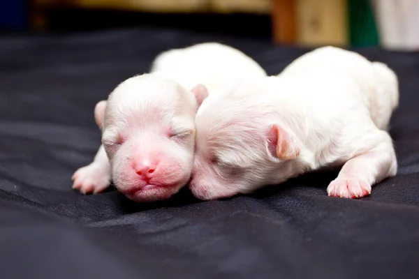 Uyku üzerinde küçük köpekler — Stok fotoğraf