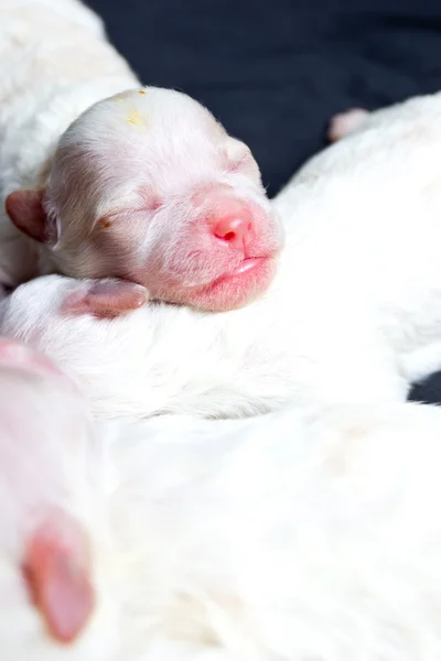 Perritos durmiendo — Foto de Stock