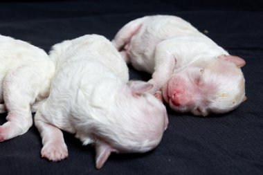 uyku üzerinde küçük köpekler