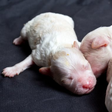 uyku üzerinde küçük köpekler