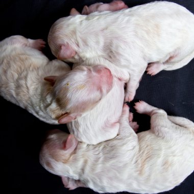 uyku üzerinde küçük köpekler