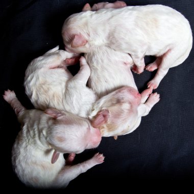 uyku üzerinde küçük köpekler