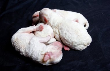 uyku üzerinde küçük köpekler