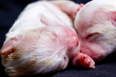 uyku üzerinde küçük köpekler