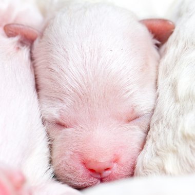 uyku üzerinde küçük köpekler