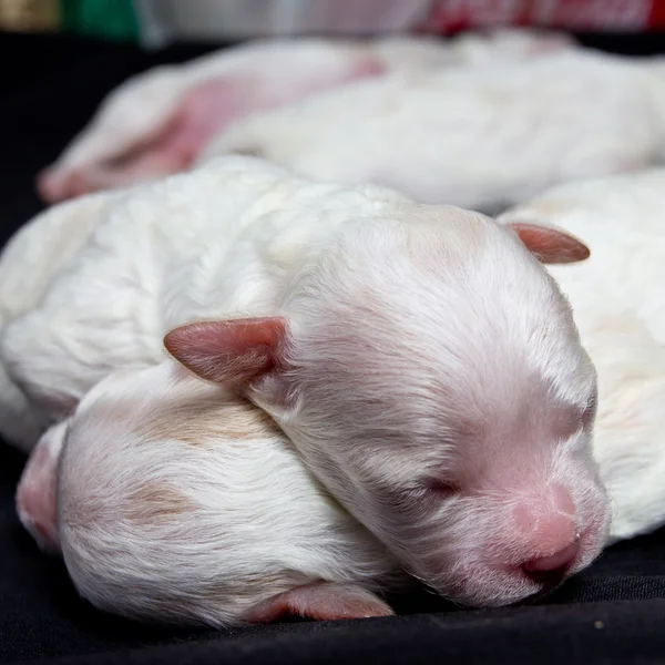 Små hundar på sovande — Stockfoto