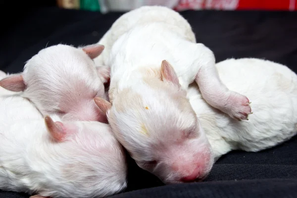 Uyku üzerinde küçük köpekler — Stok fotoğraf