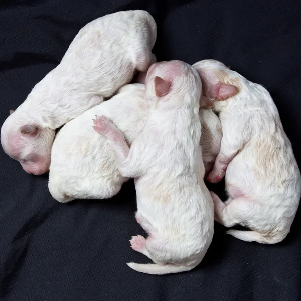 Cães pequenos em dormir — Fotografia de Stock