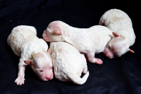 Små hundar på sovande — Stockfoto
