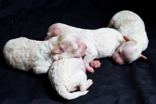 Perritos durmiendo — Foto de Stock