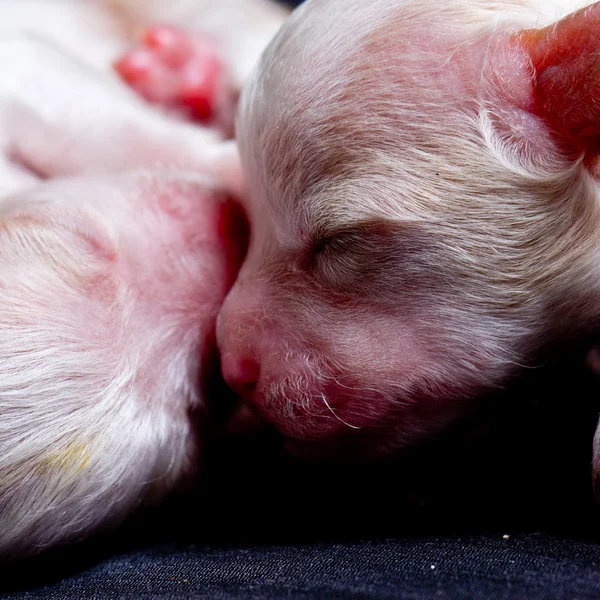 Perritos durmiendo —  Fotos de Stock