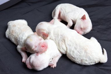 uyku üzerinde küçük köpekler