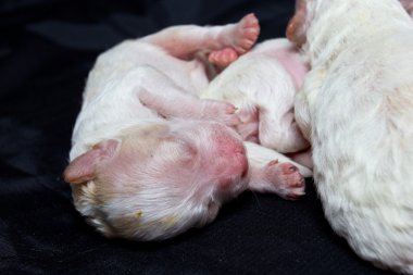 uyku üzerinde küçük köpekler