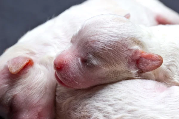 Perritos durmiendo — Foto de Stock