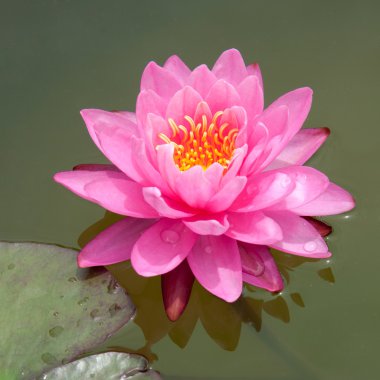 pembe lotus