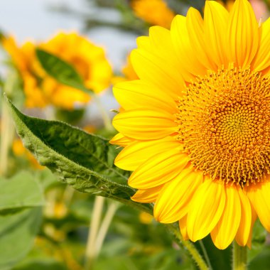 Yakın plan güneş çiçeği.