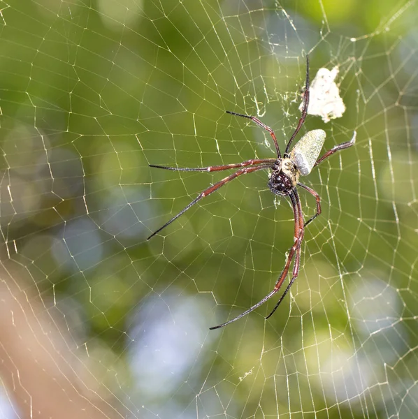 Spider — Stock Photo, Image