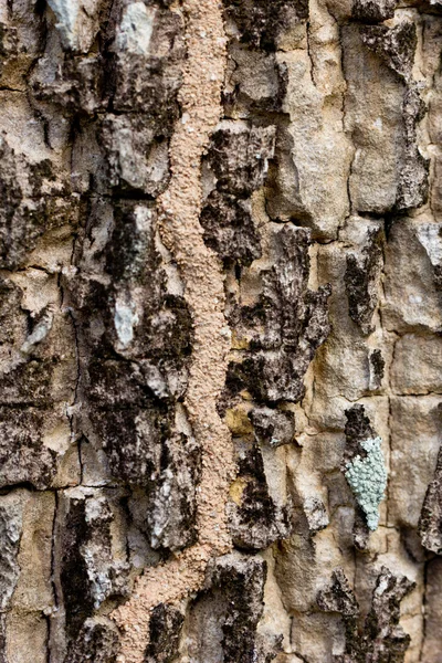 Fondo de madera . —  Fotos de Stock