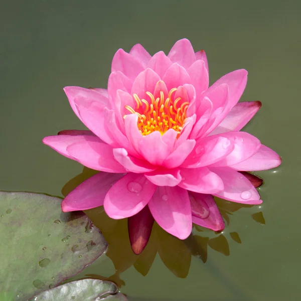 Rosa lotus — Stockfoto