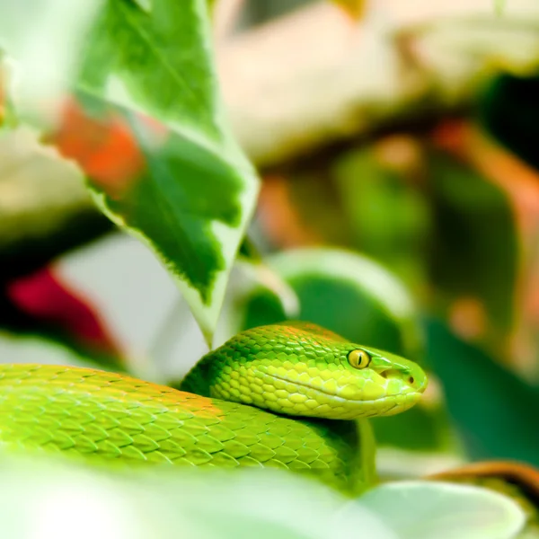 Grüne Schlange — Stockfoto