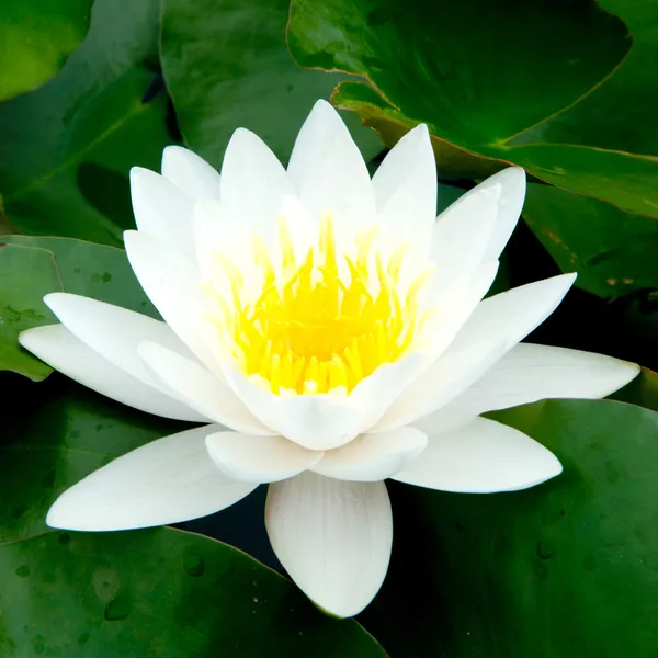 White Lotus — Stock Photo, Image