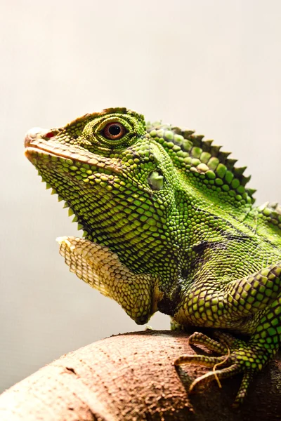 Iguana verde — Fotografia de Stock