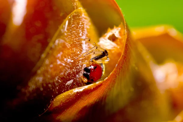 Fechar aranha vermelha ao vivo — Fotografia de Stock